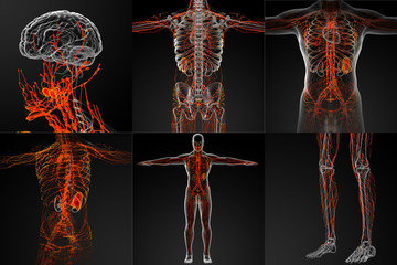 3d rendering of the lymphatic system - obrazy, fototapety, plakaty