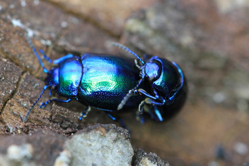 beetle bug chafers are having sex