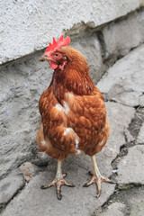 hen in the home farm