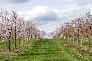 Fototapeta na wymiar Rosa blühende Kirschbäume 