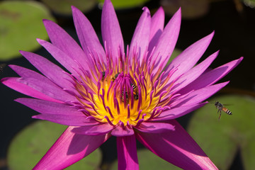 Macro image of lotus pollen