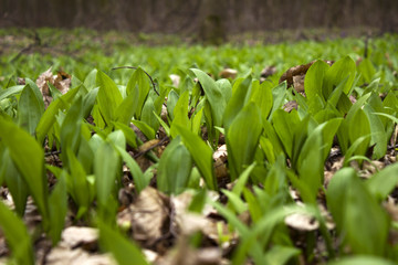 Obraz premium Wild Leek in forest, background
