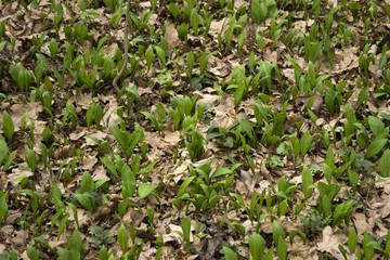 Wild Leek in forest, background