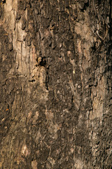 Tree bark texture wallpaper