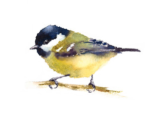 Watercolor Bird Tit On The Branch Hand Drawn Illustration isolated on white background