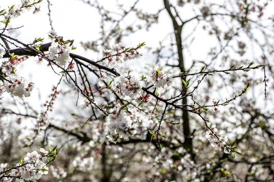 Weiß blühende Obstbäume im Frühling