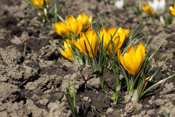 Fototapeta premium Yellow crocuses in the flower bed, flowering early flower in spring