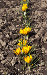 Yellow crocuses in the flower bed, flowering early flower in spring