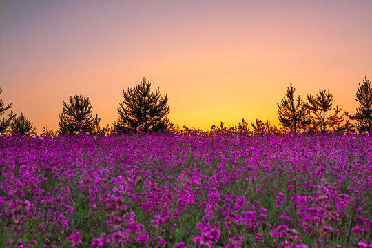 summer rural landscape with purple flowers on a meadow © yanikap