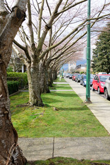 Trees on sidewalk