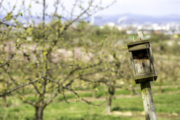 Altes Vogelhäuschen in der Frühlingssonne in den Feldern um Mainz