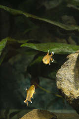 Two fish tetras with white edges on the fins.
