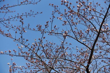 桜の蕾