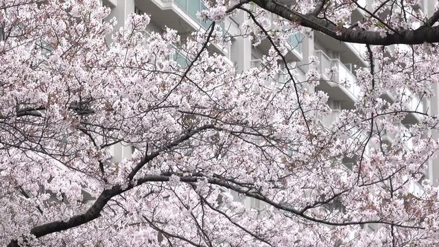 4K・窓側の桜_4-295