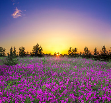 summer rural landscape with flowering purple flowers on a meadow © yanikap