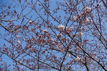 桜の蕾