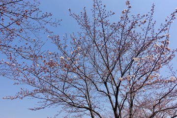 桜の蕾