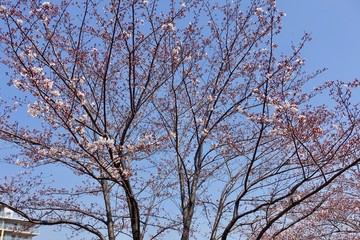 桜の蕾