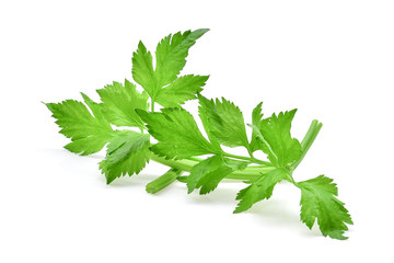 Celery leaf isolated on white background