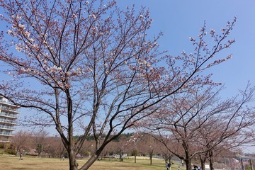 桜の蕾