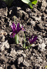Low-growing iris blooms in early spring, iris pumila, iridodictyum
