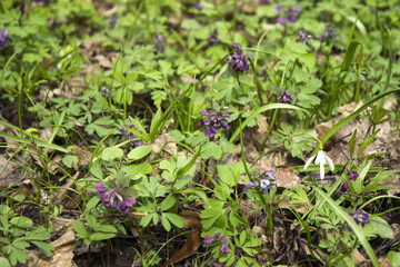 Corydalis in the woods in early spring, blooming flower among the dried leaves
