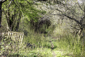 Zugewucherter Schrebergarten
