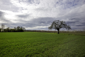 Landschaft in Rheinhessen in der Frühlingssonne (HDR)