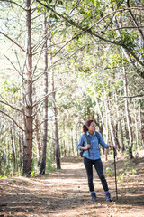 Fototapeta premium Women hiking traveler with backpack walking through a pine tree forest.