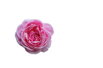 pink rose/ isolated/ white background/ clipping mask