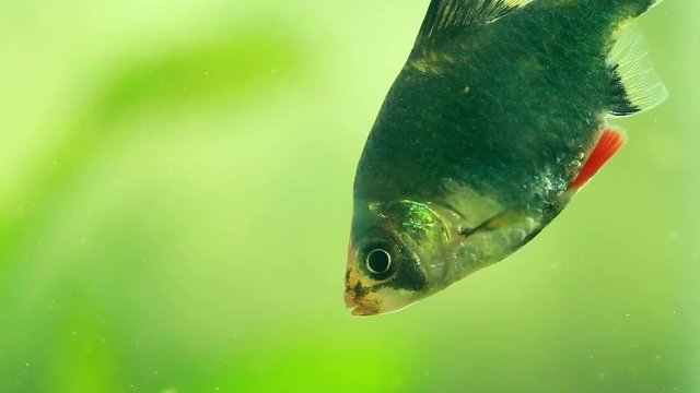 SUMATRAN TIGER BARB fish eating food in aquarium
