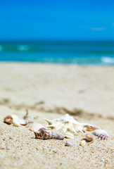 Fototapeta na wymiar Shells on sandy beach