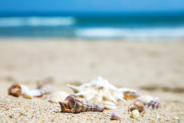 Shells on sandy beach