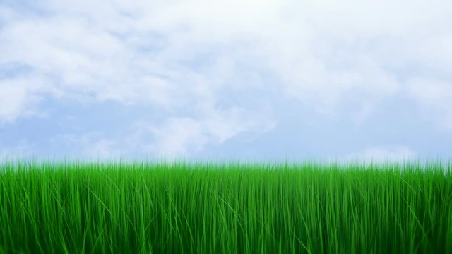 Fresh green grass on the blue sky