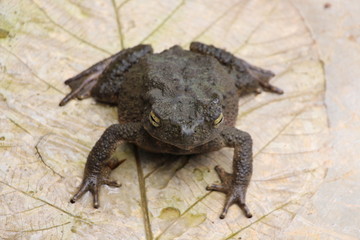 Beautiful unique city of Bangkok in Thailand and Phuket, Ko Samui, Khao Lak