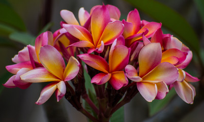 Pink Frangipani