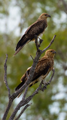 Kite (Hawk, Eagle)