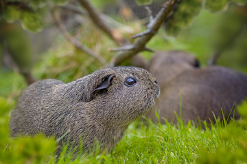 Meerschweinchen im Grünen
