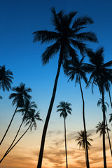 Fototapeta na wymiar Tropical sunset with palm tree silhoette at beach