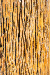 woods