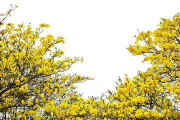 Colorful yellow flowers tree blooming in summer time