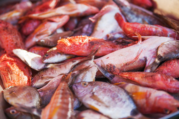 Box full of freshly caught mackerel and perch fish. Early winter morning on Marsaxlokk market, Malta.