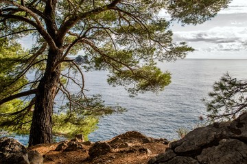 Fototapeta na wymiar pine trees on the shore of the Adriatic Sea 