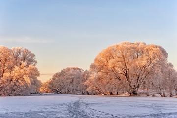 winter landscape trees in frost at dawn in a pink sun