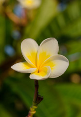Spring floral background with white plumeria flowers on a sunny day