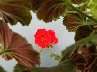 red flowers and leaves in spring