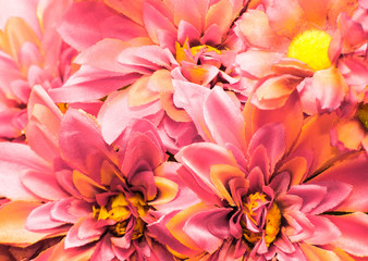 Pink flowers, background with dahlias petals close-up