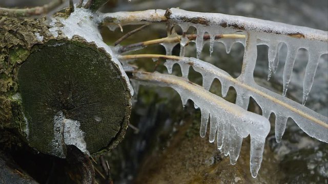 Close up view of cut log with icicles on branches in creek.