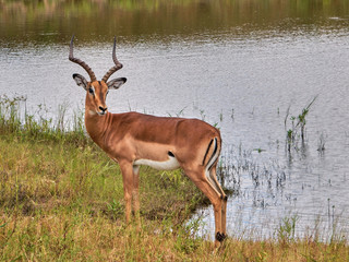 Songimvelo Nature Reserve