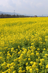 Obraz premium 菜の花畑